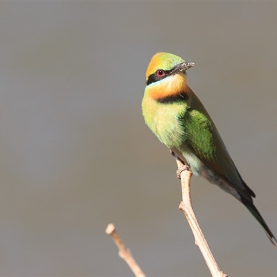 Merops ornatus (Rainbow Bee-eater) at Saint Lucia, QLD - 30 Sep 2025 by DAdeGroot