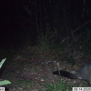 Trichosurus vulpecula (Common Brushtail Possum) at Pappinbarra, NSW - 14 Sep 2025 by AngFrost