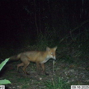 Vulpes vulpes (Red Fox) at Pappinbarra, NSW - 16 Sep 2025 by AngFrost