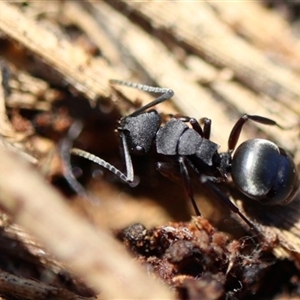 Polyrhachis phryne (A spiny ant) at Hackett, ACT - 22 Sep 2025 by Lisa.Jok