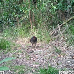 Alectura lathami (Australian Brush-turkey) at Pappinbarra, NSW - 17 Sep 2025 by AngFrost