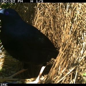 Ptilonorhynchus violaceus (Satin Bowerbird) at Pappinbarra, NSW - 19 Sep 2025 by AngFrost