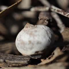 Geastrum tenuipes (An earthstar) at Bruce, ACT - 23 Sep 2025 by Lisa.Jok