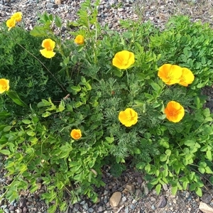 Eschscholzia californica (California Poppy) at Gordon, ACT - 30 Sep 2025 by MichaelBedingfield