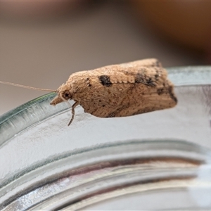 Epiphyas (genus) (A Tortrid moth) by chriselidie