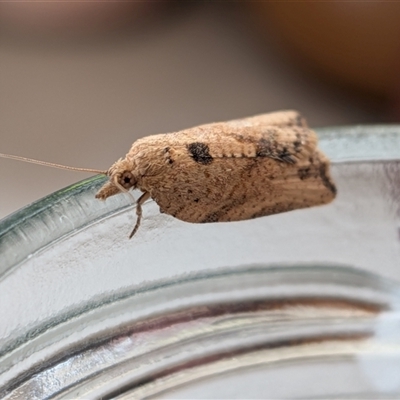Epiphyas (genus) (A Tortrid moth) at  - suppressed by chriselidie