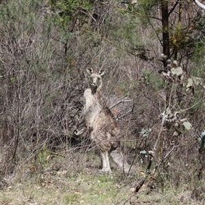 Macropus giganteus (Eastern Grey Kangaroo) at Hackett, ACT - 22 Sep 2025 by Lisa.Jok