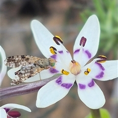 Austrotephritis poenia (Australian Fruit Fly) by clarehoneydove