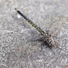 Hemicordulia tau (Tau Emerald) at Bruce, ACT - 26 Sep 2025 by Lisa.Jok