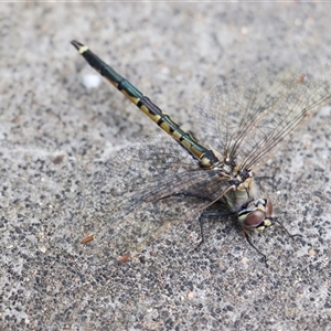 Hemicordulia tau (Tau Emerald) at Bruce, ACT - 26 Sep 2025 by Lisa.Jok