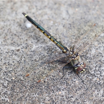 Hemicordulia tau (Tau Emerald) at Bruce, ACT - 26 Sep 2025 by Lisa.Jok