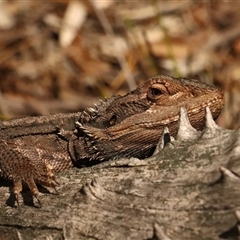 Pogona barbata (Eastern Bearded Dragon) at O'Connor, ACT - 26 Sep 2025 by Lisa.Jok