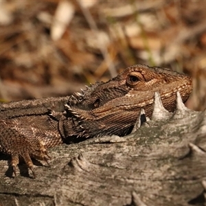 Pogona barbata (Eastern Bearded Dragon) at O'Connor, ACT - 26 Sep 2025 by Lisa.Jok