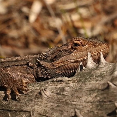 Pogona barbata (Eastern Bearded Dragon) at O'Connor, ACT - 26 Sep 2025 by Lisa.Jok