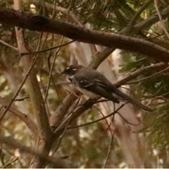 Rhipidura albiscapa (Grey Fantail) at Hackett, ACT - 30 Sep 2025 by Lisa.Jok