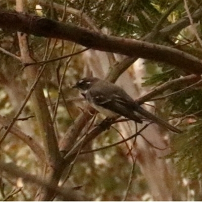 Rhipidura albiscapa (Grey Fantail) at Hackett, ACT - 30 Sep 2025 by Lisa.Jok