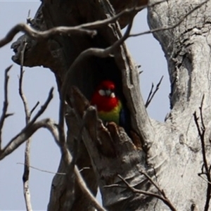 Platycercus eximius (Eastern Rosella) at Hackett, ACT - 30 Sep 2025 by Lisa.Jok