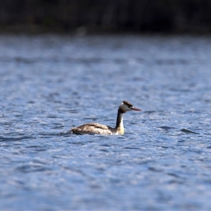 Podiceps cristatus (Great Crested Grebe) at Googong, NSW - 29 Sep 2025 by jb2602