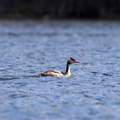 Podiceps cristatus (Great Crested Grebe) at Googong, NSW - 29 Sep 2025 by jb2602