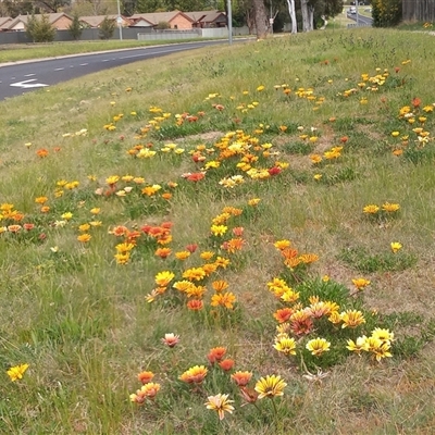 Gazania sp. at Gordon, ACT - 30 Sep 2025 by MichaelBedingfield