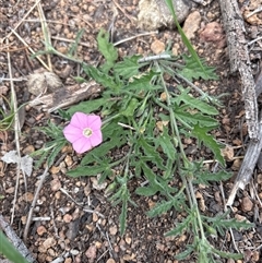 Convolvulus angustissimus subsp. angustissimus (Australian Bindweed) at Strathnairn, ACT - 30 Sep 2025 by KaiDewPHD