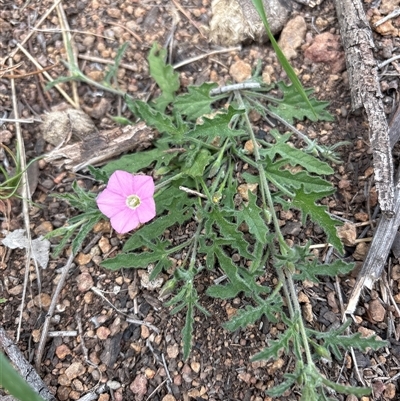 Convolvulus angustissimus subsp. angustissimus (Australian Bindweed) at Strathnairn, ACT - 30 Sep 2025 by KaiDewPHD