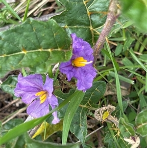 Solanum cinereum (Narrawa Burr) at Strathnairn, ACT - 30 Sep 2025 by KaiDewPHD