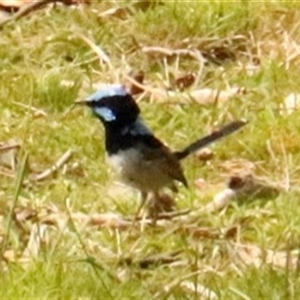 Malurus cyaneus (Superb Fairywren) at Hackett, ACT - 30 Sep 2025 by Lisa.Jok