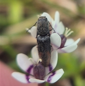 Unverified Click beetle (Elateridae) by clarehoneydove