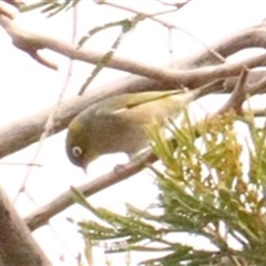 Zosterops lateralis (Silvereye) at Hackett, ACT - 30 Sep 2025 by Lisa.Jok