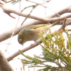 Zosterops lateralis (Silvereye) at Hackett, ACT - 30 Sep 2025 by Lisa.Jok