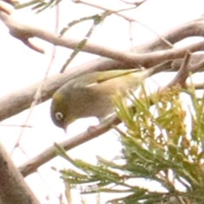 Zosterops lateralis (Silvereye) at Hackett, ACT - 30 Sep 2025 by Lisa.Jok