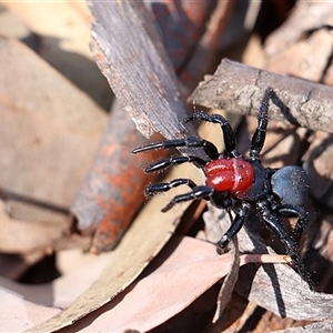 Missulena occatoria (Red-headed Mouse Spider) at Hackett, ACT - 30 Sep 2025 by Lisa.Jok