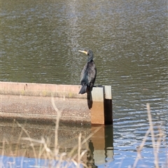 Phalacrocorax carbo (Great Cormorant) at Lyneham, ACT - 26 Sep 2025 by Lisa.Jok