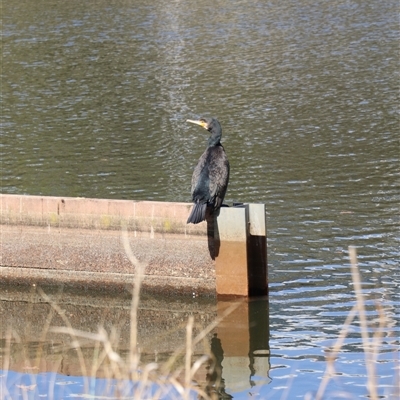 Phalacrocorax carbo (Great Cormorant) at Lyneham, ACT - 26 Sep 2025 by Lisa.Jok