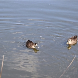 Anas superciliosa (Pacific Black Duck) at Lyneham, ACT - 26 Sep 2025 by Lisa.Jok
