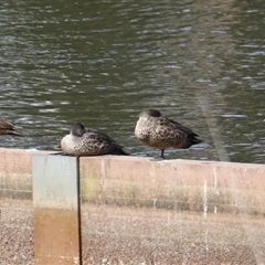 Anas gracilis (Grey Teal) at Lyneham, ACT - 24 Sep 2025 by Lisa.Jok