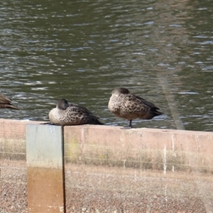 Anas gracilis (Grey Teal) at Lyneham, ACT - 24 Sep 2025 by Lisa.Jok