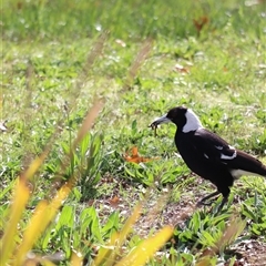 Gymnorhina tibicen (Australian Magpie) at Lyneham, ACT - 26 Sep 2025 by Lisa.Jok