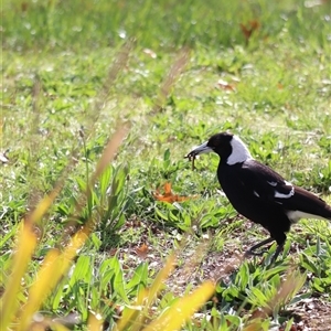 Gymnorhina tibicen (Australian Magpie) at Lyneham, ACT - 26 Sep 2025 by Lisa.Jok