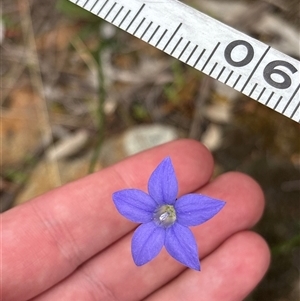 Wahlenbergia sp. at Strathnairn, ACT - 30 Sep 2025 by KaiDewPHD