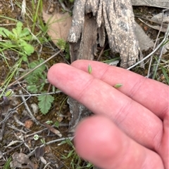 Moenchia erecta (Erect Chickweed) at Strathnairn, ACT - 30 Sep 2025 by KaiDewPHD