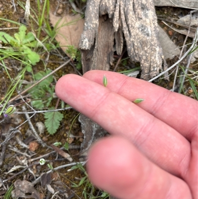 Moenchia erecta (Erect Chickweed) at Strathnairn, ACT - 30 Sep 2025 by KaiDewPHD