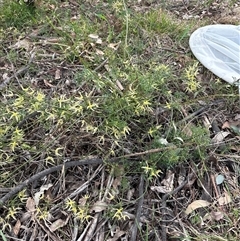 Clematis leptophylla (Small-leaf Clematis, Old Man's Beard) at Strathnairn, ACT - 30 Sep 2025 by KaiDewPHD