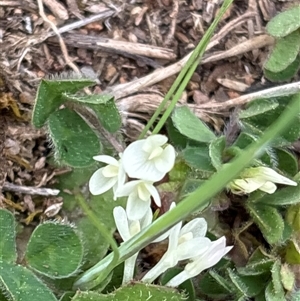 Unverified Other Wildflower or Herb at Strathnairn, ACT - 30 Sep 2025 by KaiDewPHD