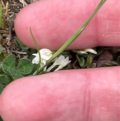 Trifolium subterraneum at Strathnairn, ACT - 30 Sep 2025 01:10 PM