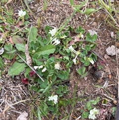 Trifolium subterraneum at Strathnairn, ACT - 30 Sep 2025 01:10 PM