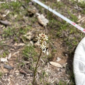 Stackhousia monogyna at Whitlam, ACT - 30 Sep 2025 by KaiDewPHD