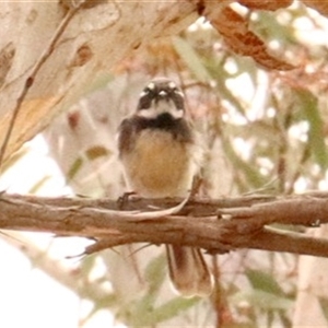 Rhipidura albiscapa (Grey Fantail) at Hackett, ACT - 30 Sep 2025 by Lisa.Jok
