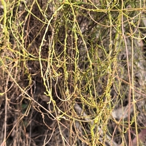 Cassytha (genus) at Paddys River, ACT - 30 Sep 2025 by Mike